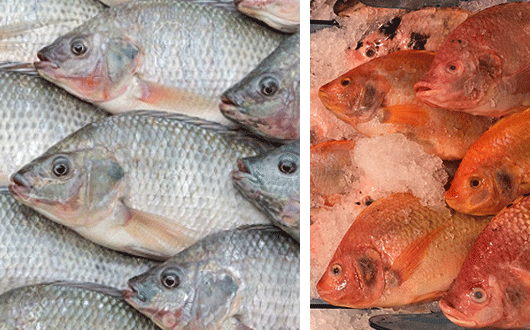 Nile Tilapia